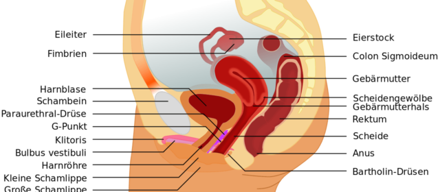 Der weibliche G-Punkt