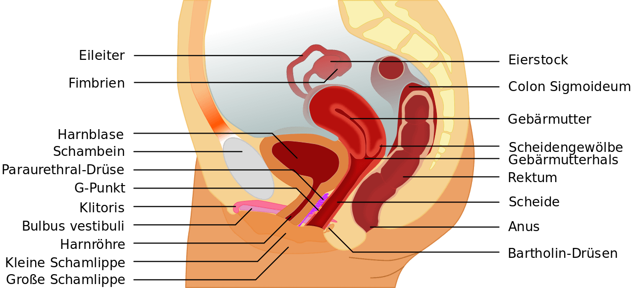 Klitoris richtig stimulieren